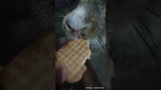 என்னடா முயல் Biscuit சாப்பிடுது🙄#rabbits#pets#youtubeshorts#trending#animals