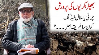 Sheep Goat Grazing vs Stall Feeding| Livestock Farming |بھیڑبکریوں کوچرائی کےبغیرپالنےکاکامیاب طریقہ