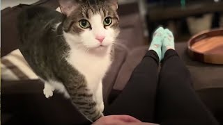 Sweet cat just realized it's owner is pregnant.