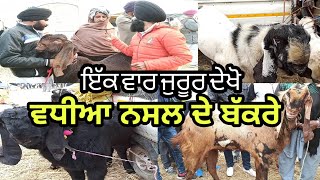 ਵਧੀਆ ਨਸਲ ਦੇ ਬੱਕਰੇ | Top De Bakre | Longowal Bakra Mandi | Ilti Lana TV |