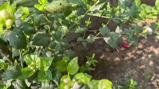 Bondu Mallelu /Jasmine #greenary #flowers