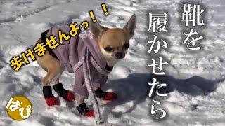 【面白可愛い】ちっちゃなスムースチワワのパピコさんに靴を履かせてみました。