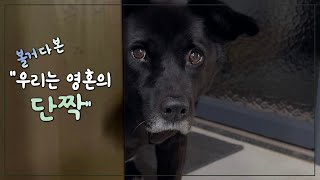 이상한 취미를 가진 강아지 / 화장실까지 따라오는 강아지