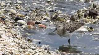 ヨーロッパトウネン成鳥/Little Stint