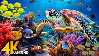 Under Red Sea 4K - Beautiful Coral Reef Fish in Aquarium, Sea Animals for Relaxation - 4K Video #123