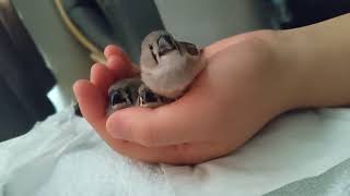 Baby zebra finch babbling