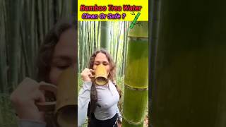 Bamboo Water is safe or not? 😱🤔#bamboo #ytshorts #trees #bollywood #movies #entertainment