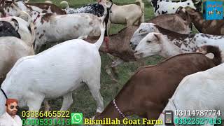 pure teddi breed Khary Kan Wali at Bismillah Goat Farm Ph.03336465522...03005331413