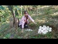 Full video: Poor girl. Harvesting cassava roots, wild chicken eggs, pumpkins and vegetables to sell