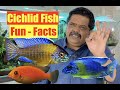 Colorful Cichlid Fish Aquarium | Fun Facts | Mayur Dev Aquascaper | African Cichlids Natural 4K