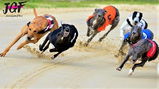 Greyhound racing - These dogs run 75 km/H!💥