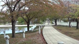 白山公園 空中庭園の紅葉（新潟市中央区一番堀町1-2）