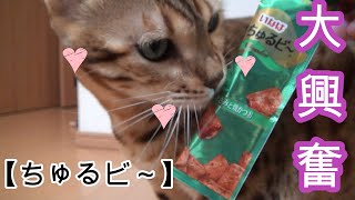 【ちゅるビ～】おやつで大興奮の子猫と成猫【いなば】