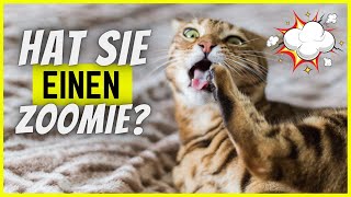 Wenn deine Katze DAS tut, hat sie einen ZOOMIE!