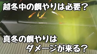 めだかの越冬中の餌やりは必要？真冬の餌やりはダメージ来る？【メダカ】