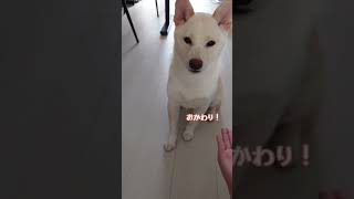 お手が下手なかわいい柴犬 #shorts