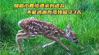 腿瘸小鹿惨遭亲妈抛弃，因不能逃离而孤独留守3天，结局令人动容