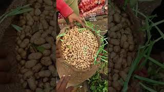 Groundnut palli Kaya today bowenpally vegetable market #farmersmarket #streetfood #dty vlogs plz sub