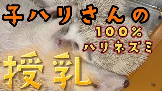 ハリネズミの授乳10分間【ハリネズミの赤ちゃん】