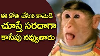 Monkey ( ఈ కోతి చేసిన కామెడీ మీరే చూడండి..) || Hilarious Comedy Scenes