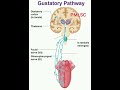 gustatory pathway pmlsc