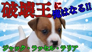 [犬図鑑]ジャック・ラッセル・テリア 暴れちゃうぞ〜！