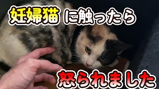 妊婦猫に触ったら怒られました