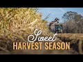 Louisiana Sugarcane Harvest 2023