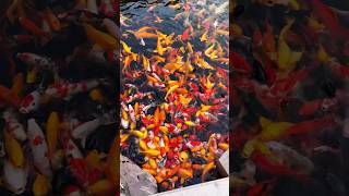 koi fish brings good luck~见锦鲤行好运🥳