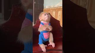 #david #babymonkey #monkey #cute #animals #babymonkeydavid #food #shorts