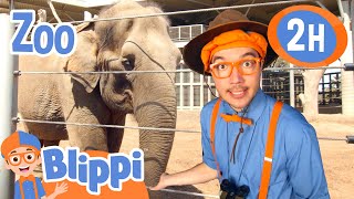 Blippi goes to San Diego Zoo! | Best Animal Videos for Kids | Kids Songs and Nursery Rhymes
