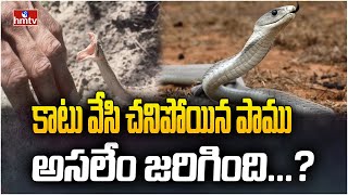 కాటు వేసి చనిపోయిన పాము అసలేం జరిగింది...? | Snake | News Chips | hmtv