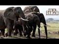 Amboseli Elephant Herds Cross In Front Of Mount Kilimanjaro | Zebra Plains Safari