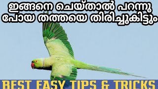 How to get Your Lost parrots Malayalam|ഇനി നിങ്ങളുടെ തത്ത പറന്നു പോയെന്നു കരുതി പേടിക്കേണ്ട#PetsTube