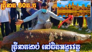 ប្រទះឃើញត្រីនាគយ៉ាងធំ នៅជិតអង្គរវត្ត, A big fish found around Angkor Watt in Siem Reap