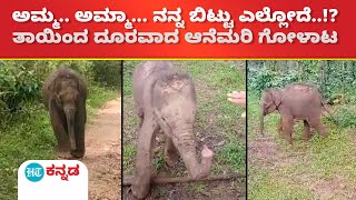 Baby elephant:ತಾಯಿಯಿಂದ ಬೇರ್ಪಟ್ಟ ಆನೆ ಮರಿ ; ಅಮ್ಮನಿಗಾಗಿ ಪರಿತಪಿಸ್ತಾ ಗೋಳಾಡ್ತಿರೋ ಮುದ್ದುಮರಿ