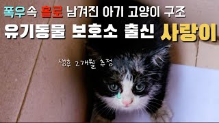 폭우속 홀로 남겨져 떠내려가기 일보직전 아기고양이 친정엄마의 큰 결심