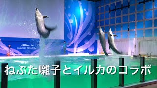 ねぶた囃子とイルカショーのコラボ。浅虫水族館探検隊2022