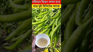 মরিচের দ্বিগুণ ফলন হবে মাত্র ২ মিনিটের কাজে - মরিচ চাষ পদ্ধতি#shortvideos#trending #viral