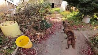 ぶどう農園の作業　愛犬と散歩　朝のルーティン　暖かい冬の朝　生育状況　新品種　ぶどう農園　日々の暮らし　自然　ペット