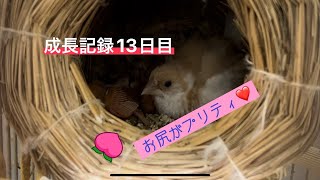 十姉妹のヒナ成長記録【13日目】