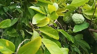 Custard Apple (Sitapal)-Pure Natural | రుచికరమైన సీతాఫలం-పల్లెటూరు లో ప్రకృతి సిద్ధంగా పండిన నాటురకం