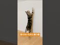 見えない敵と戦う子猫【アメリカンショートヘアー】 shorts ねこのいる生活 ねこ