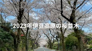 2023年伊豆高原・満開の桜並木