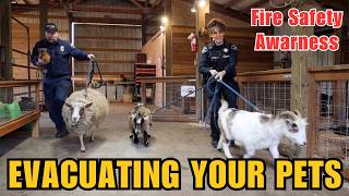 Evacuating Your Pets During a Fire