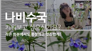 작은 화분에서 풍성하게 자란 나비수국(가지치기는? 삽목은? 겨울 월동은? 목질화가 된다고?!)