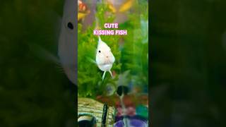 #shorts #nightveiw #CuteFishes #kissingfish #socute #fish #amazing #aquarium #roundandround