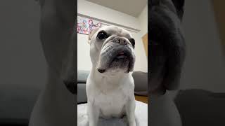 【爆笑】寝過ぎて顔が歪む犬　#ぶるふぁみのアビー #フレブル #フレンチブルドッグ #frenchbulldog #フレブルライフ #鼻ぺちゃ #ペットおもしろ動画 #わんこ