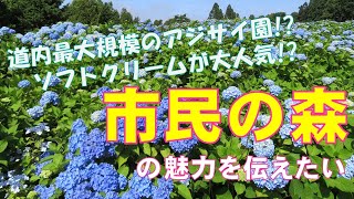 市民の森の魅力を伝えたい【はこだて散歩#04】