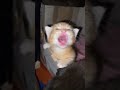 cutie 🥰 trending cat animals funny cute